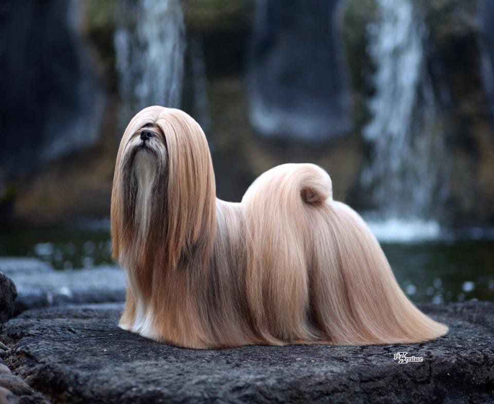 Solaro H | Guaina – Balsamo Spray - immagine 7