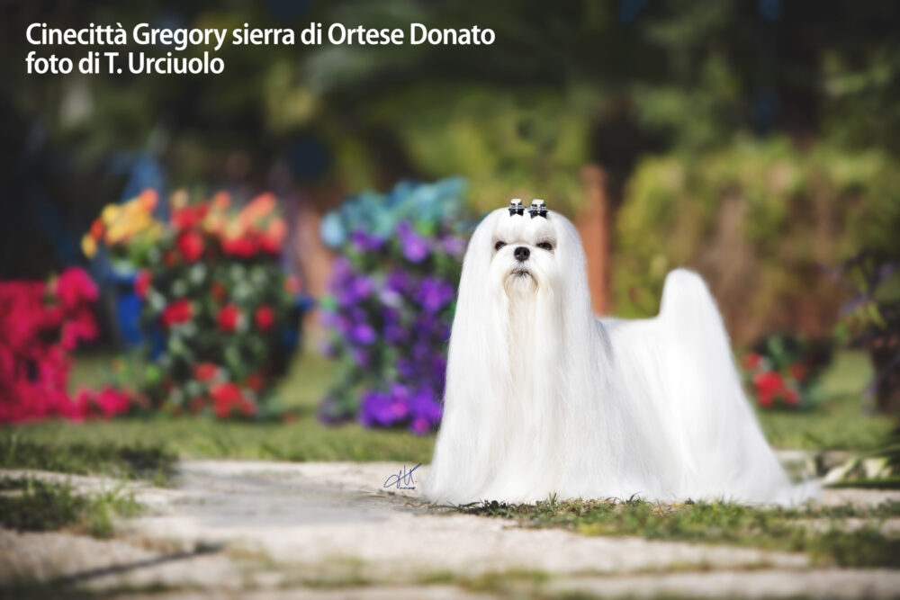 Solaro H | Guaina – Balsamo Spray - immagine 3