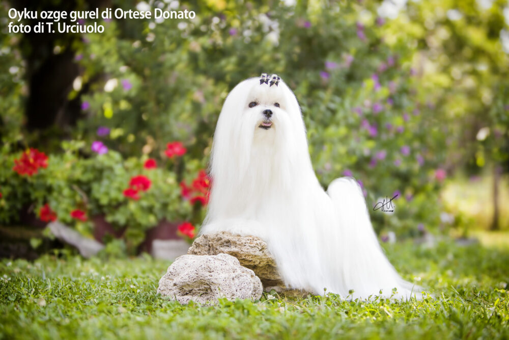 Solaro H | Guaina – Balsamo Spray - immagine 4