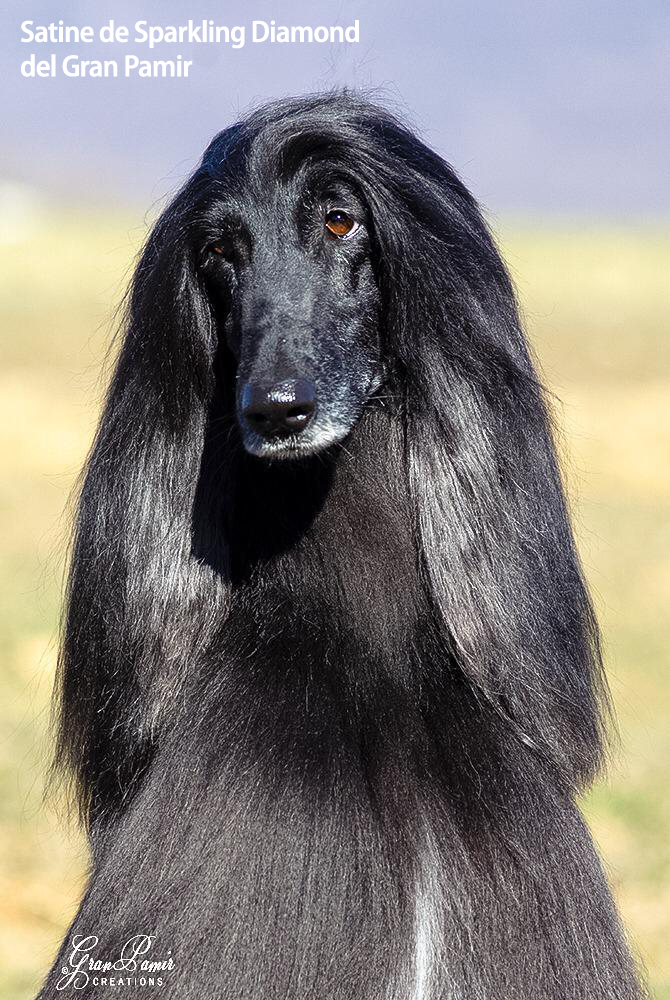 Solaro H | Guaina – Balsamo Spray - immagine 8