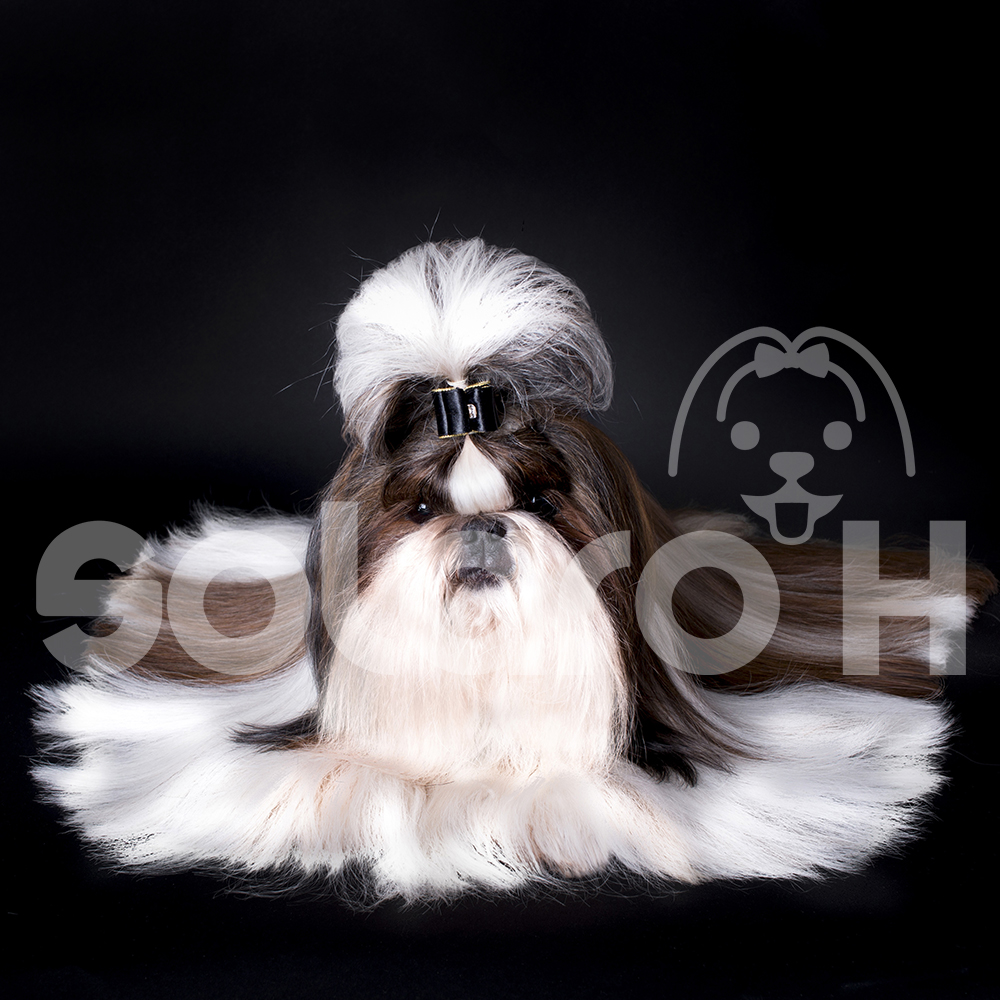 Solaro H | Balsamo Districante per Cani – Guaina Gold 2 in 1 - immagine 9