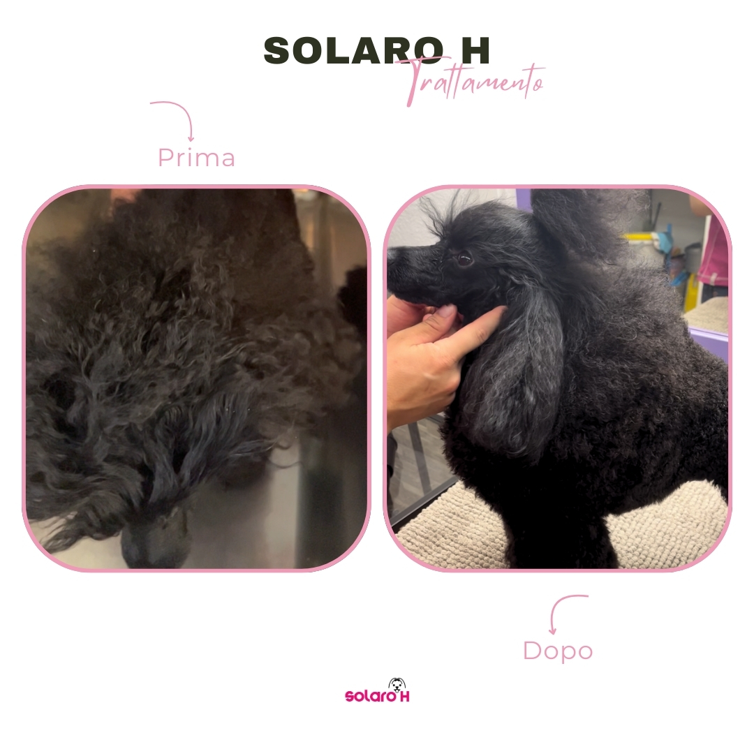 Solaro H | Conditioner Lucidante Cani – Rugiada Spray Gold - immagine 8