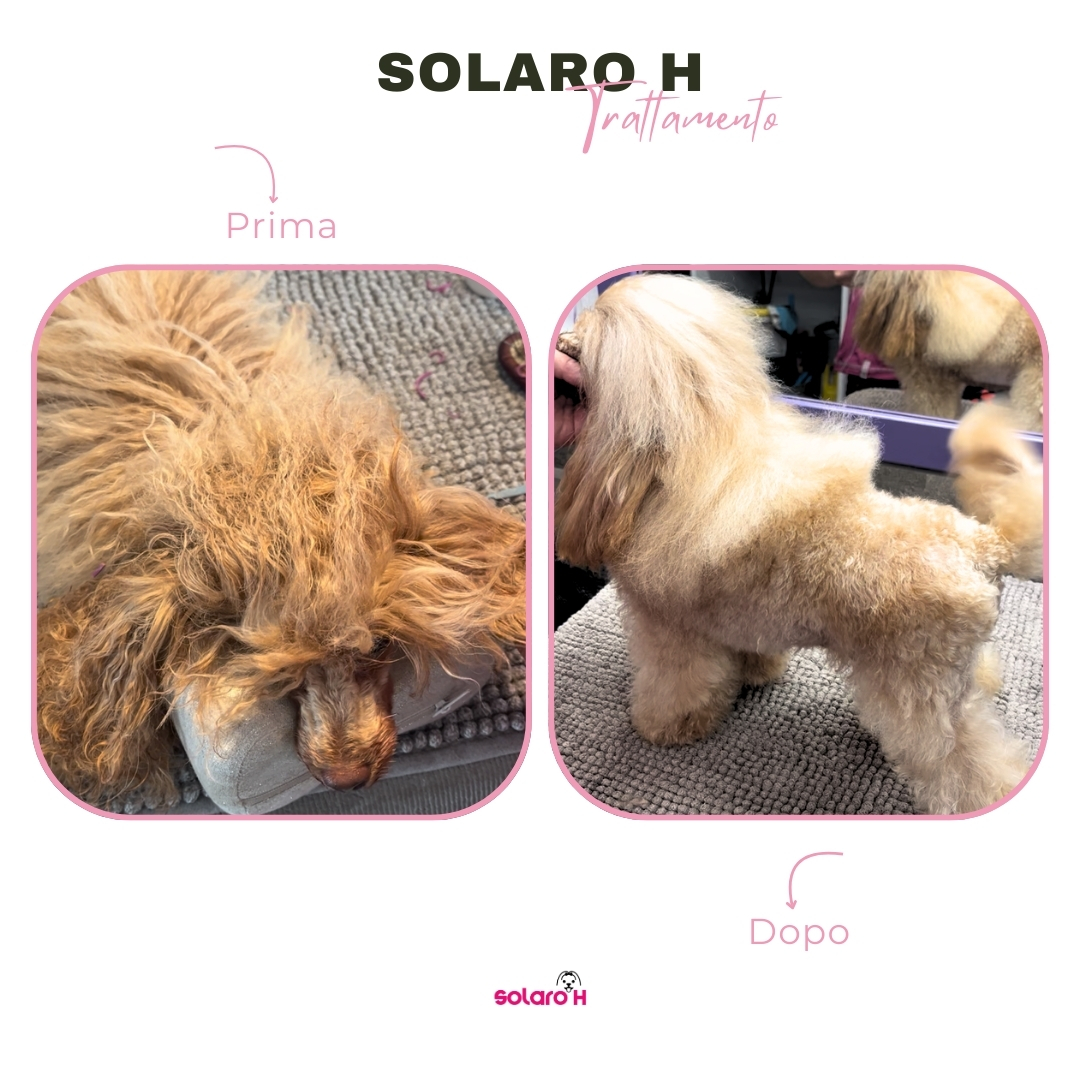 Solaro H | Balsamo Districante per Cani – Guaina Gold 2 in 1 - immagine 7